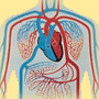 Širdies - kraujagyslių sistema